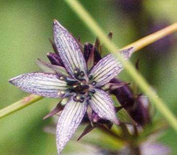 Alaska State Flower, the Forget Me Not